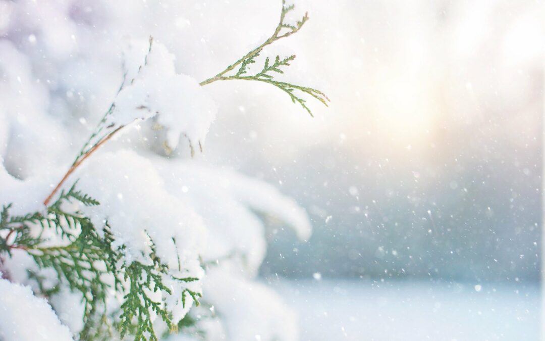 WE WISH YOU A MERRY CHRISTMAS